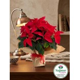 Atatürk Çiçeği (Poinsettia) Saksı Aranjmanı